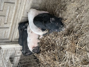 Purcei vietnamezi  - imagine 5