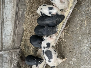 Purcei vietnamezi  - imagine 2