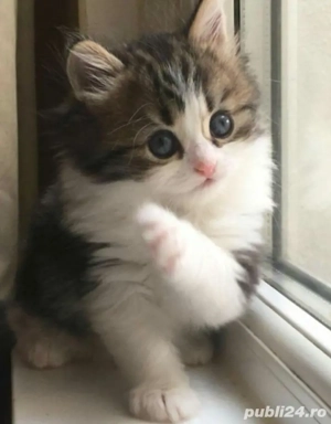 Siberiană de Pădure  - imagine 3