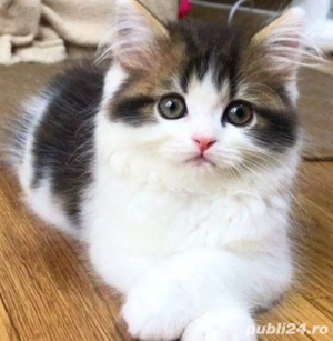 Siberiană de Pădure 