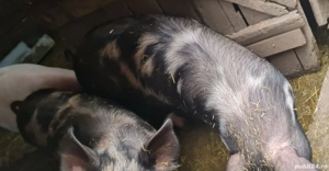 Porci de vânzare   purcei 3 luni, porci tineri 6 luni și scroafă mare - imagine 2