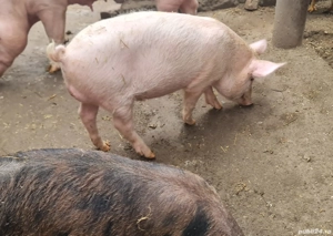 Porci de vânzare   purcei 3 luni, porci tineri 6 luni și scroafă mare - imagine 4