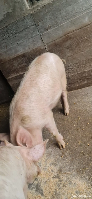 Porci de vânzare   purcei 3 luni, porci tineri 6 luni și scroafă mare - imagine 3