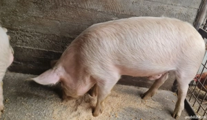 Porci de vânzare   purcei 3 luni, porci tineri 6 luni și scroafă mare - imagine 5