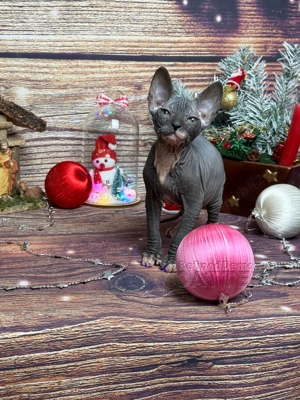 RARITATE pui pisica fara par Donskoy Don Sphynx cu pedigree