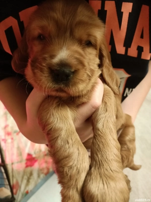 Catelusi Cocker Spaniel rasa pura - imagine 2