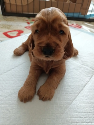 Catelusi Cocker Spaniel rasa pura