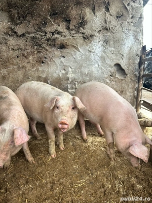 vand grăsuni - imagine 4