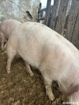 vand grăsuni - imagine 3