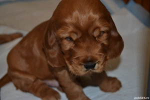 Catelusi Cocker Spaniel rasa pura - imagine 4