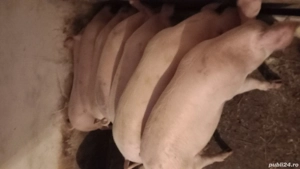 Porci de carne de vanzare. - imagine 2