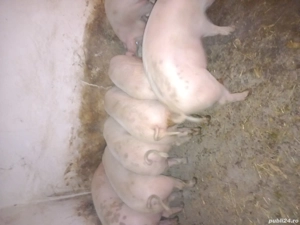 Porci de carne de vanzare. - imagine 4