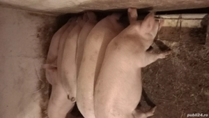 Porci de carne de vanzare.