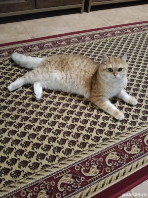Motan british shorthair golden