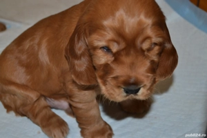 Catelusi Cocker Spaniel rasa pura - imagine 3