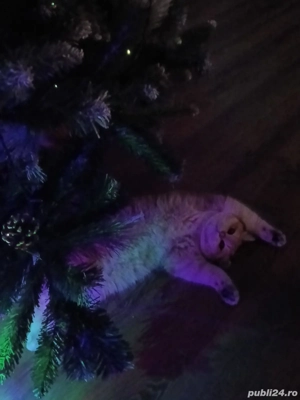 Motan british shorthair golden - imagine 2