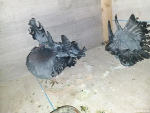 Porumbei  Voltati - imagine 2