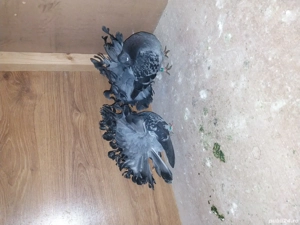 Porumbei  Voltati - imagine 4