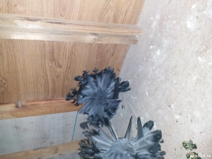 Porumbei  Voltati - imagine 3