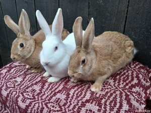 Iepuri hycole francez  - imagine 2