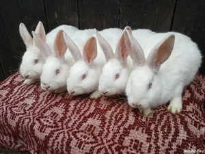 Iepuri hycole francez  - imagine 5