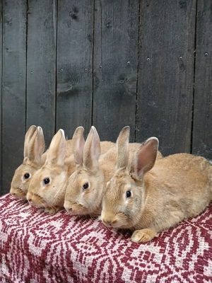 Iepuri hycole francez  - imagine 4