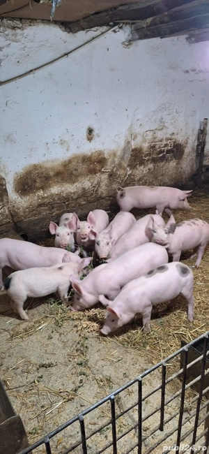 Purcei de vânzare  - imagine 2