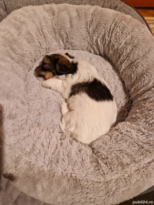 Yorkshire Terrier Biewer - imagine 3