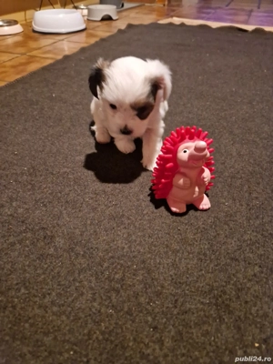 Yorkshire Terrier Biewer