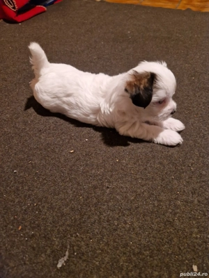 Yorkshire Terrier Biewer - imagine 5