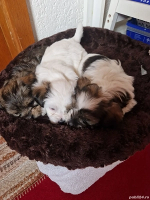 Yorkshire Terrier Biewer - imagine 4