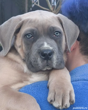 Mascul Cane Corso,3 luni, cu Pedigree+ - imagine 5