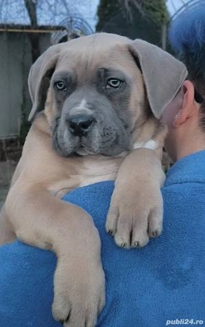Mascul Cane Corso,3 luni, cu Pedigree+ - imagine 3