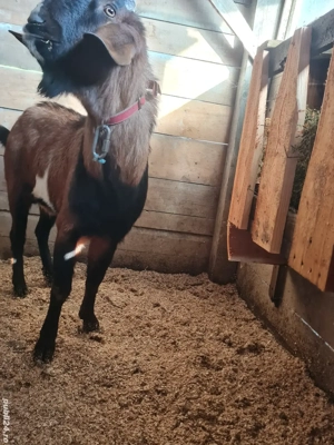 țap anglo nubian   - imagine 3