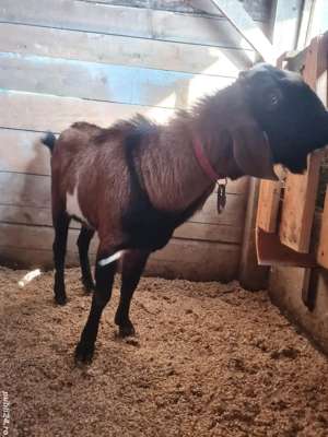 țap anglo nubian   - imagine 5