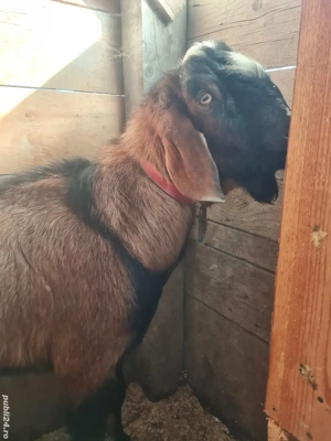 țap anglo nubian   - imagine 4