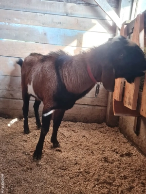 țap anglo nubian   - imagine 2