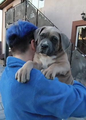 Mascul Cane Corso,3 luni, cu Pedigree+ - imagine 4