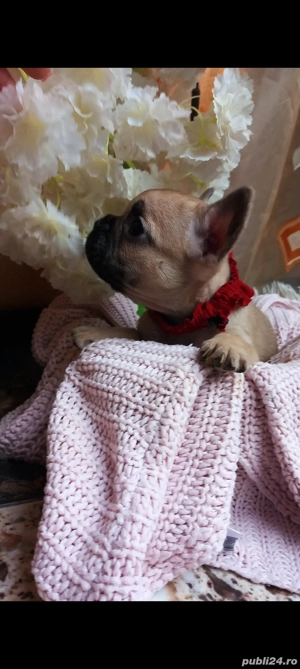 Se apropie Mos Craciun !  - imagine 3