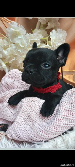 Se apropie Mos Craciun ! 