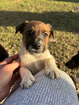 Cățelusi fox terrier - imagine 2