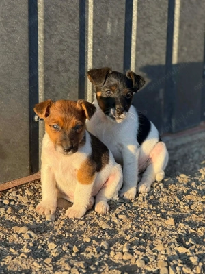 Cățelusi fox terrier - imagine 3