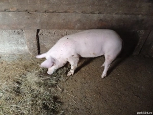 Scrofița marele alb aprox 55-60 kg - imagine 3