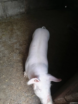 Scrofița marele alb aprox 55-60 kg - imagine 2
