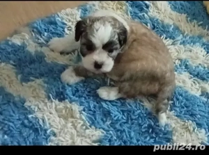 Bishon Maltez  - imagine 3