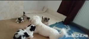 Bishon Maltez  - imagine 2