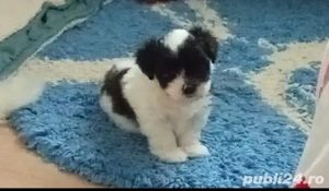 Bishon Maltez  - imagine 4