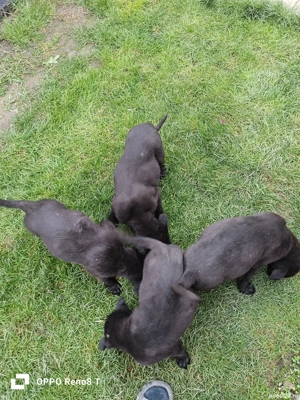 Vand pui de Ciobanesc Germen