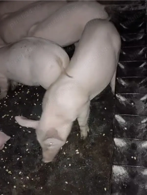 Grasuni  rasă de carne 30 kg - imagine 2