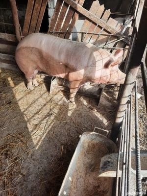 vând porc de țară crescut in gospodărie  - imagine 3